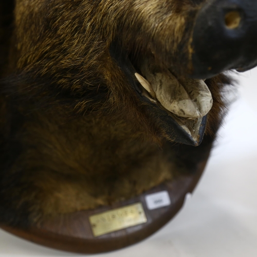 986 - TAXIDERMY - a wild boar's head on oak wall-mounting plaque, with brass plate 