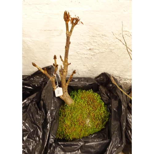 2705 - A small bonsai tree (WITH THE OPTION TO PURCHASE THE FOLLOWING LOT)