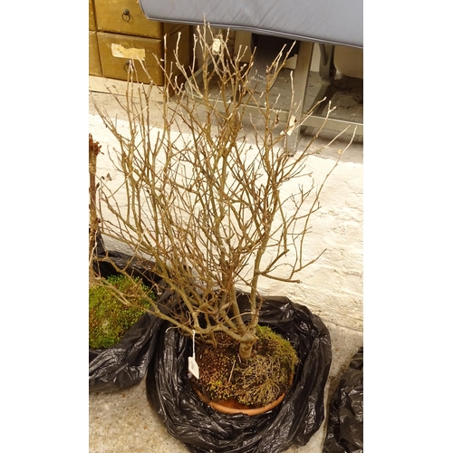 2706 - A small bonsai tree (WITH THE OPTION TO PURCHASE THE FOLLOWING LOT)