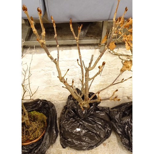 2707 - A small bonsai tree (WITH THE OPTION TO PURCHASE THE FOLLOWING LOT)