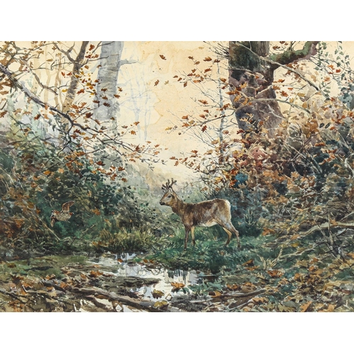 2020 - Enrico Coleman, watercolour, deer in woodland, signed, 50cm x 65cm, framed