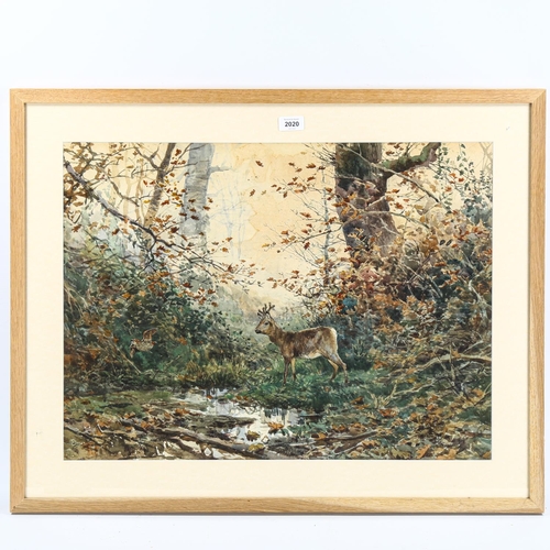 2020 - Enrico Coleman, watercolour, deer in woodland, signed, 50cm x 65cm, framed