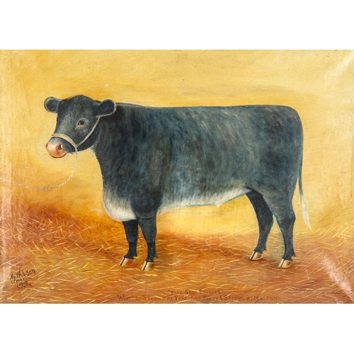 2034 - Henry Wilson, oil on canvas, naive portrait of blue-grey bullock, signed and dated 1913, 50cm x 68cm... 