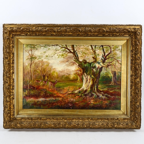 2087 - Maria Elizabeth Williams (1880 - 1938), oil on canvas, deer in woodland, 40cm x 60cm, framed