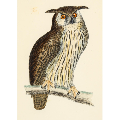 2127 - Francis Orpen Morris (1810-1893), hand-coloured engraving on paper, Eagle Owl, from Morris’s British... 