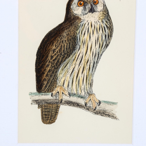 2127 - Francis Orpen Morris (1810-1893), hand-coloured engraving on paper, Eagle Owl, from Morris’s British... 