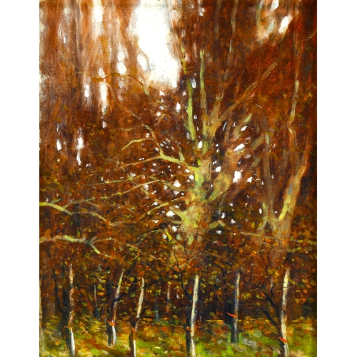 2141 - Paul Gaisford, oil on board, woodland scene, 9.5