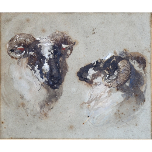 2148 - Early 19th century watercolour sketch, study of ram's heads, unsigned, 14cm x 17cm, framed