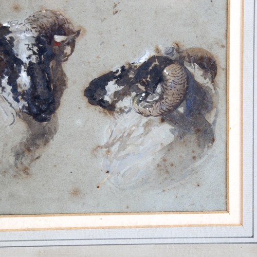 2148 - Early 19th century watercolour sketch, study of ram's heads, unsigned, 14cm x 17cm, framed