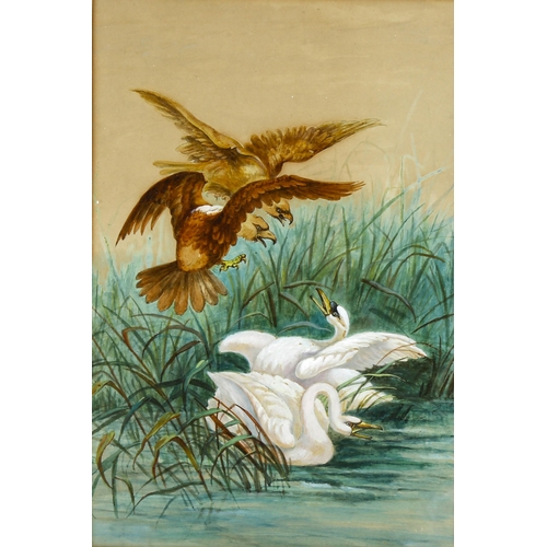 2161 - 19th century watercolour, eagles and swans, unsigned, 44cm x 29cm, framed