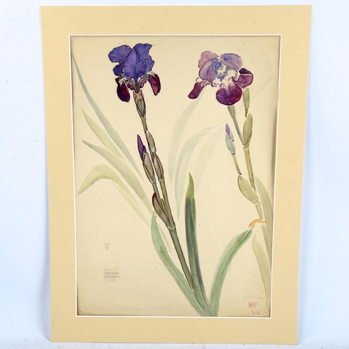 2213 - Walter Taylor (1860 - 1943), watercolour, irises, signed and dated 1904, 53cm x 37cm, mounted