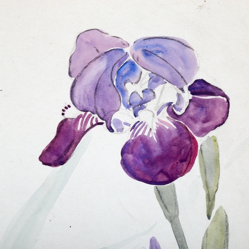 2213 - Walter Taylor (1860 - 1943), watercolour, irises, signed and dated 1904, 53cm x 37cm, mounted