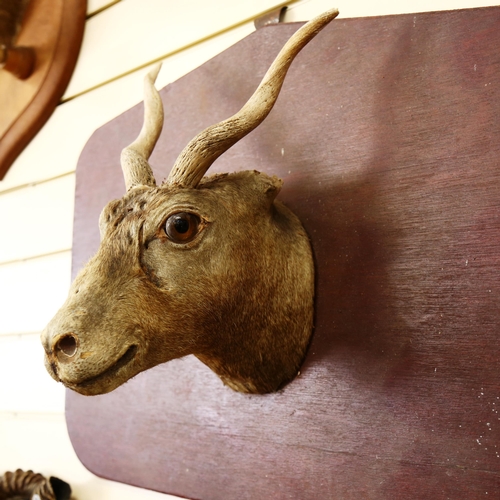 85 - TAXIDERMY - 3 wall-mounted displays, including doe deer head, and hoof rack (3)