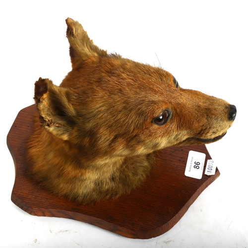 86 - TAXIDERMY - a fox's head, on oak shield plaque, height 28cm