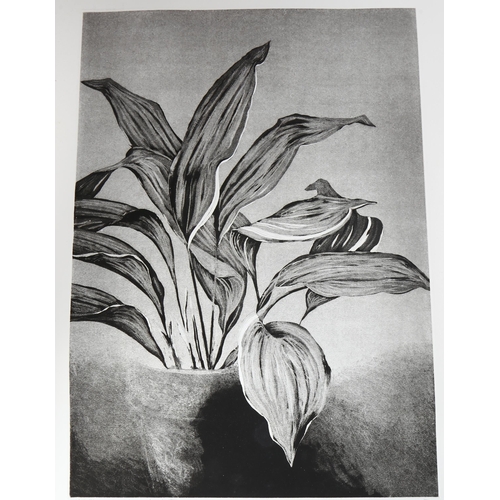 161 - Matt Basis (born 1933), 14 etchings, botanical studies, all signed in pencil, plate 52cm x 37cm, unf... 