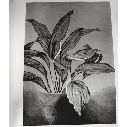 161 - Matt Basis (born 1933), 14 etchings, botanical studies, all signed in pencil, plate 52cm x 37cm, unf... 