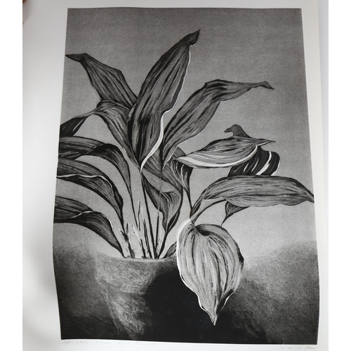 161 - Matt Basis (born 1933), 14 etchings, botanical studies, all signed in pencil, plate 52cm x 37cm, unf... 