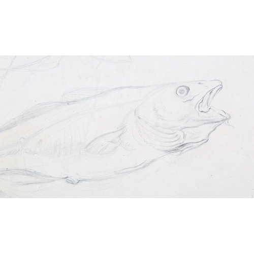 197 - William Dixon (1774 - 1827), sheet of pencil sketches, studies of fish, circa 1800, signed, sheet si... 