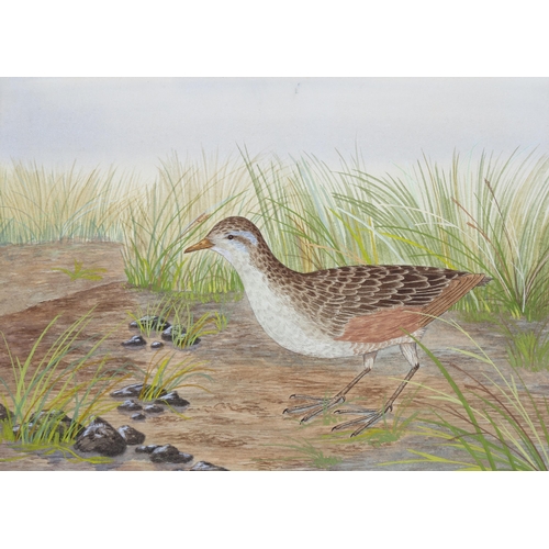 229 - 20th century British School, detailed watercolour of a moorland bird, circa 1930s, unsigned, 27cm x ... 