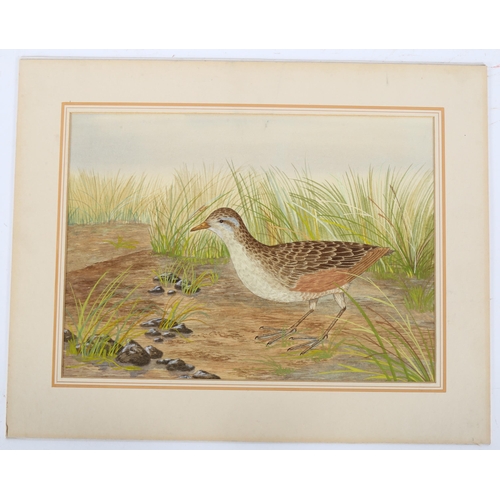 229 - 20th century British School, detailed watercolour of a moorland bird, circa 1930s, unsigned, 27cm x ... 