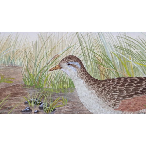 229 - 20th century British School, detailed watercolour of a moorland bird, circa 1930s, unsigned, 27cm x ... 