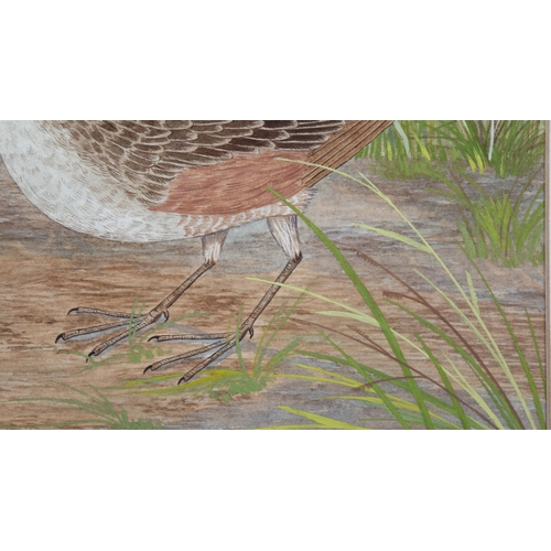 229 - 20th century British School, detailed watercolour of a moorland bird, circa 1930s, unsigned, 27cm x ... 