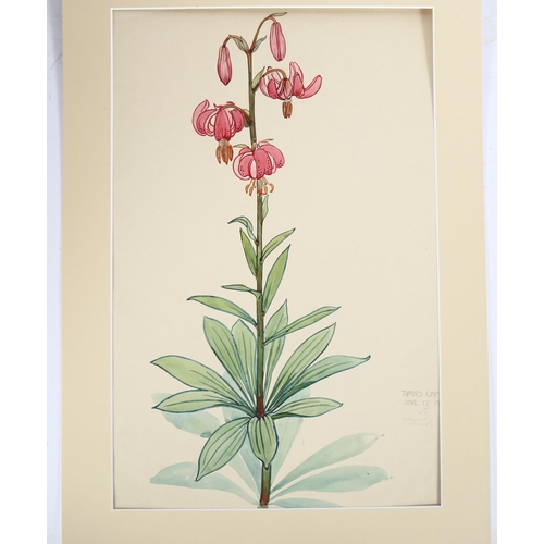 233 - Walter Taylor (1860 - 1943), watercolour, lily, signed and dated 1909, 51cm x 32cm, mounted