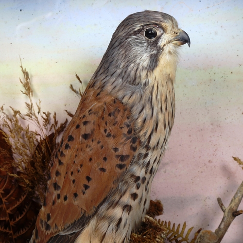 539 - TAXIDERMY - a kestrel in glazed case, height 39cm