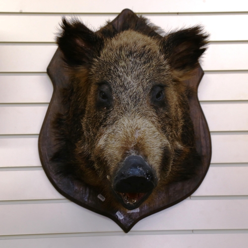 803 - TAXIDERMY - a large wild boar head, mounted on oak shield plaque, height 70cm