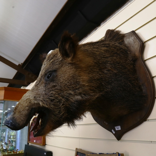 803 - TAXIDERMY - a large wild boar head, mounted on oak shield plaque, height 70cm