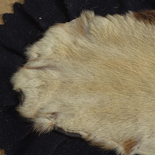 872 - TAXIDERMY - a tiger skin rug, early 20th century, modelled with head baring teeth, on a felt backing... 