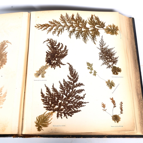 1535 - New Zealand Ferns, leather-bound album containing pressed specimens, inscribed inside cover with dat... 