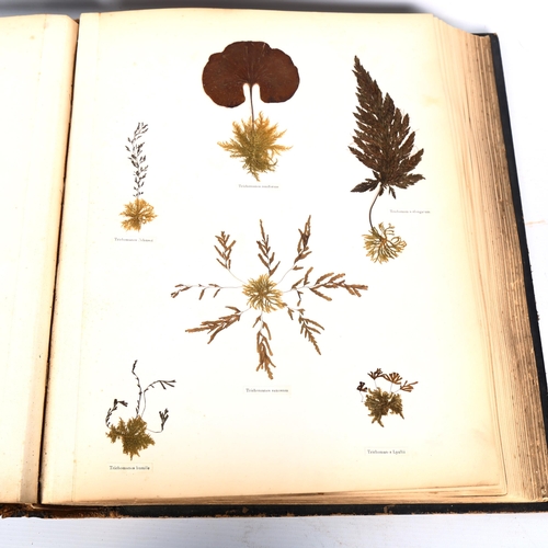 1535 - New Zealand Ferns, leather-bound album containing pressed specimens, inscribed inside cover with dat... 