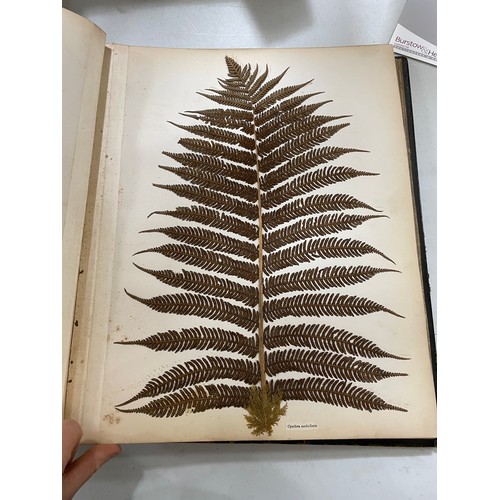 1535 - New Zealand Ferns, leather-bound album containing pressed specimens, inscribed inside cover with dat... 