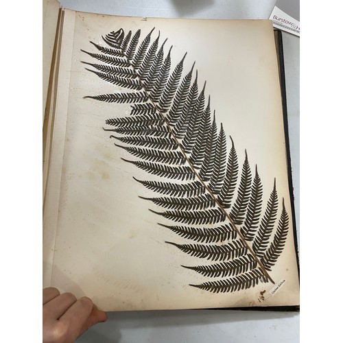 1535 - New Zealand Ferns, leather-bound album containing pressed specimens, inscribed inside cover with dat... 