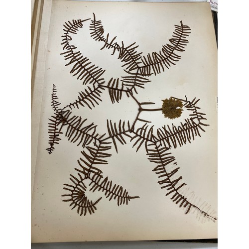 1535 - New Zealand Ferns, leather-bound album containing pressed specimens, inscribed inside cover with dat... 