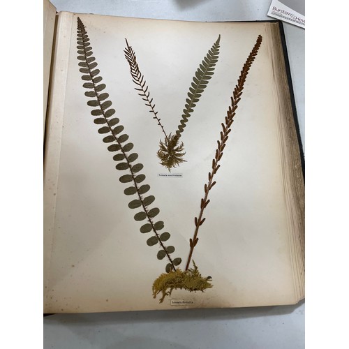 1535 - New Zealand Ferns, leather-bound album containing pressed specimens, inscribed inside cover with dat... 