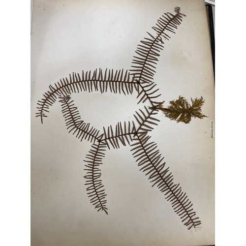 1535 - New Zealand Ferns, leather-bound album containing pressed specimens, inscribed inside cover with dat... 