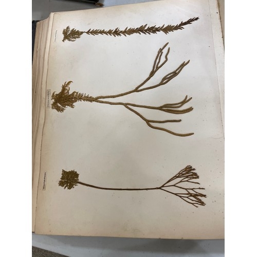 1535 - New Zealand Ferns, leather-bound album containing pressed specimens, inscribed inside cover with dat... 