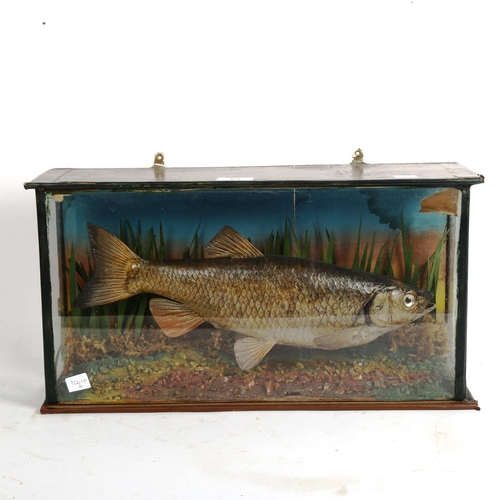 62 - TAXIDERMY - a Chub fish, in naturalistic surrounding and glazed case, width 47cm