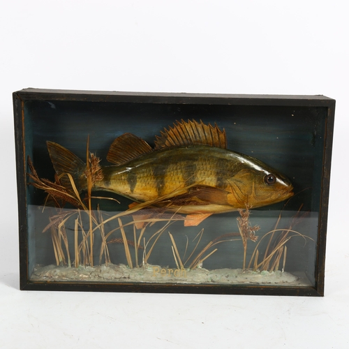 69 - TAXIDERMY - a composition perch fish taxidermy, in glazed display case, 28cm x 44cm