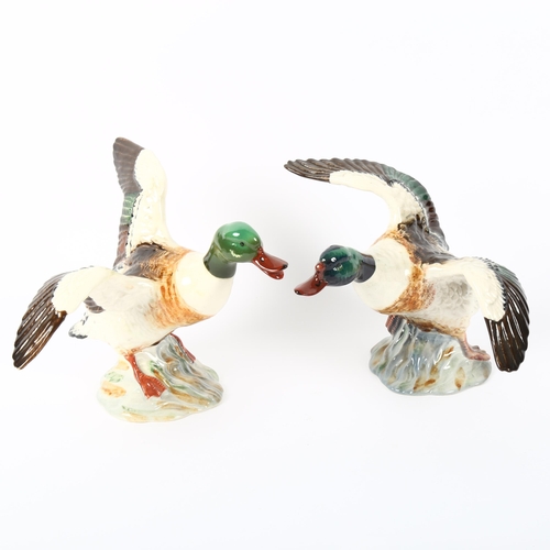 520 - A pair of Beswick shelduck with outstretched wings, 994 and 995