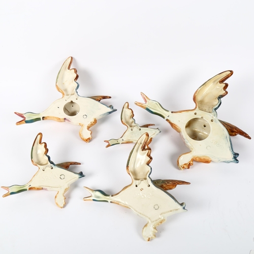 534 - A graduated group of 5 flying Mallard ducks, 596/0,/1 2 3 and 4