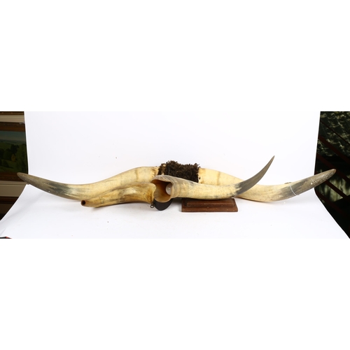 775 - A pair of buffalo horns, a horn fish design lamp, and powder flask