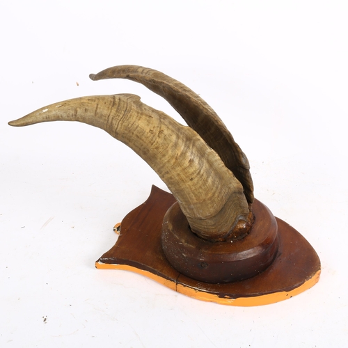 776 - A pair of horns mounted on wooden wall plaque, height 42cm overall
