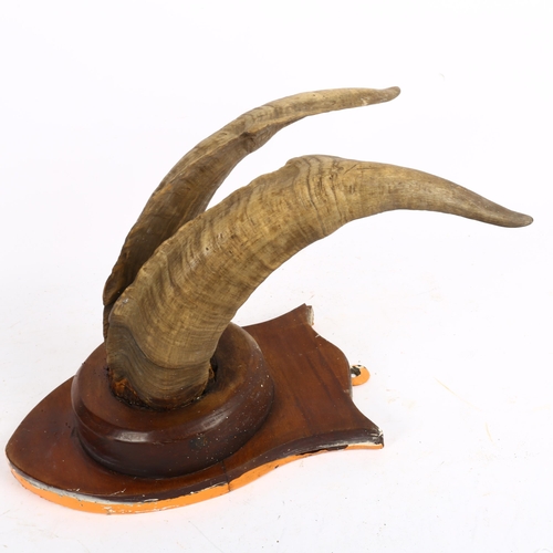 776 - A pair of horns mounted on wooden wall plaque, height 42cm overall