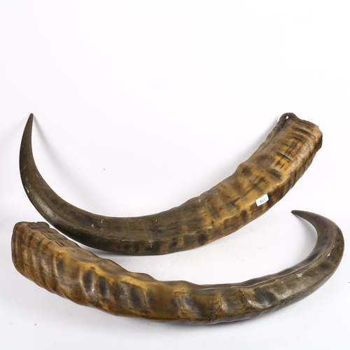 778 - A large pair of buffalo horns, length 92cm
