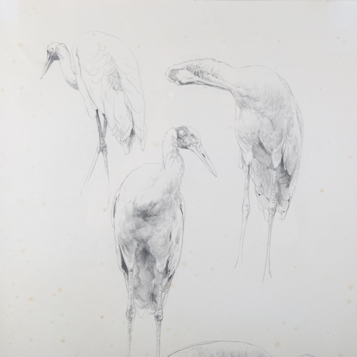 1665 - Raymond Harris-Ching, pencil drawing, Brolga studies, signed, 54cm x 36cm, framed, provenance: The T... 