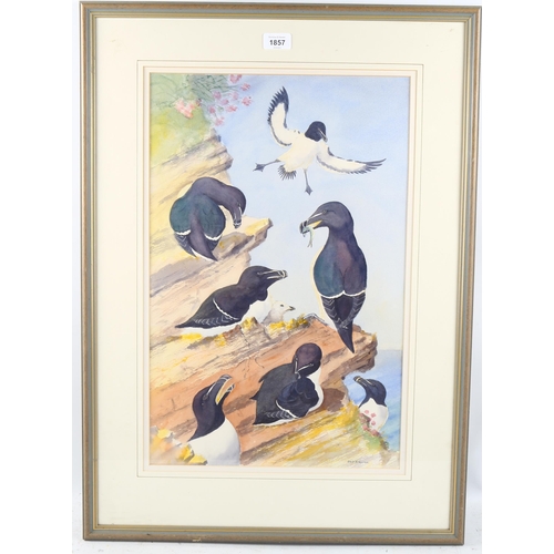 1857 - David A Quine, watercolour, sea birds, signed, 55cm x 36cm, framed