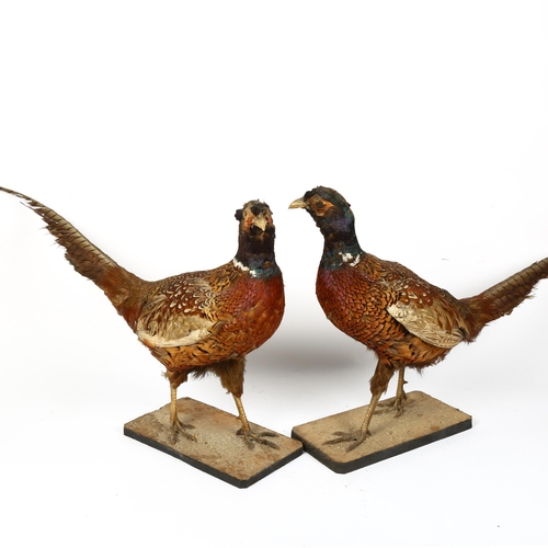 122 - TAXIDERMY - 2 pheasants, on separate bases, each length 78cm